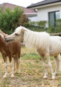 Minihorse na predaj - Showmer William - 2