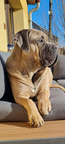 CANE CORSO - 2