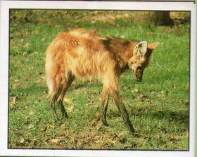 Encyklopedie ohrožených zvířat WWF Lutra Panini (1991) - 2