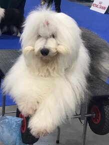 B O B T A I L  - Old English sheepdog - 2