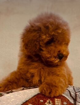 Toy Poodle Red - 2