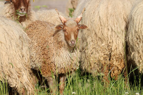 Cápova ovce - ovečky a beránci Hortobagy racka sheep - 2