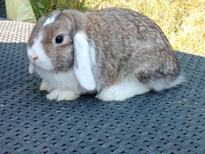 Kouzelná Miminka  - Anglický Zakrslý Beránek MiniLop.. - 2