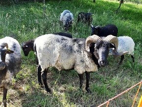vřesové ovce - 2