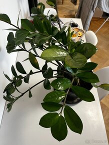 Zamioculcas pokojová rostlina cca 80 cm výška - 2