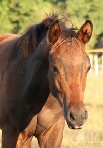 Letošní hřebečci American Paint Horse - 2