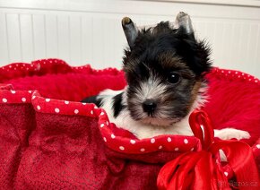 Jorkšírský teriér ( Yorkshire Terrier) s PP - 2