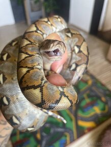 Krajta mřížkovaná - python reticulatus - 2