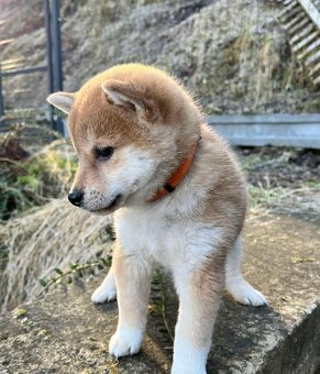 Shiba inu - 2