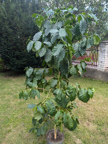 Prodám velký kávovník arabský (Coffea arabica) - 2