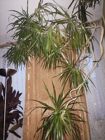 Akce Dnes Vzrostlá rostlina Dracena 260 - 2