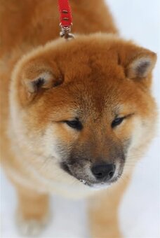 Shiba Inu s PP FCI - 2