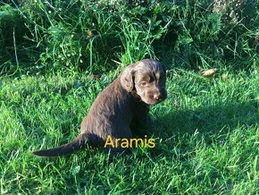 Lagotto romagnolo x labrador - 2