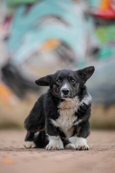 Welsh corgi cardigan - 2