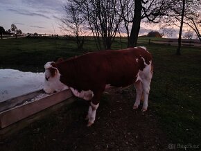 Prodám březí jalovici C 100 - 2