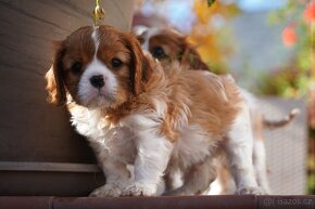 Kavalír king Charles Spaniel  s PP - 2