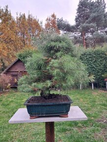 Bonsai Borovice - 2