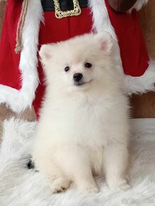 Krásný Maličký Pejsek NŠ / Pomeranian - Cream Strakoš - 2