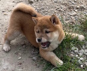 Shiba inu - 2