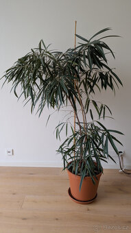 Vzrostlá pokojová květina - fíkus (ficus maclellandii) - 2