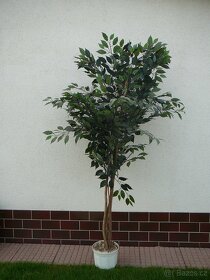 Prodám Ficus Benjamina - 2