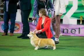 Welsh Corgi Pembroke Kitana +Dragon(Alona Aleant - Facebook) - 2