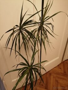 Dracena - 2