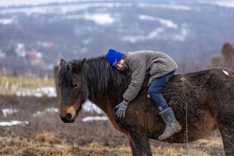 Huculská klisna, hucul, pony, malý kůň, tobiano - 2