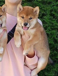 Shiba inu - 2