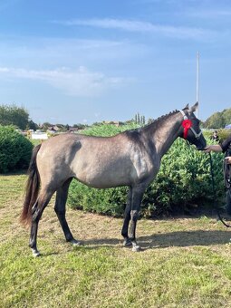 Klisna sportovní pony 3 roky. - 2