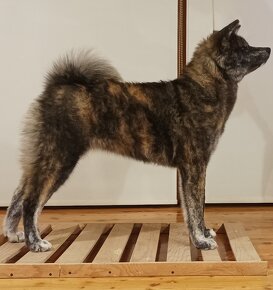 Akita Inu - 2