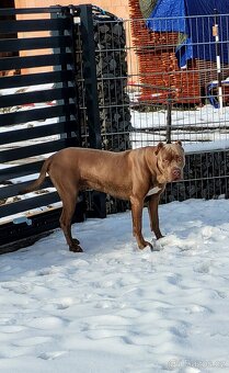 Krytí  Americký bandog - 2