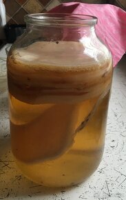 Kombucha - 2