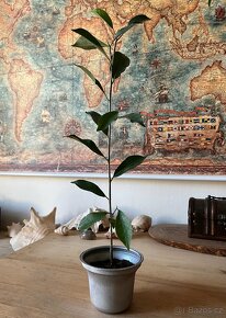 Ficus Benjamin - 40 cm - 2