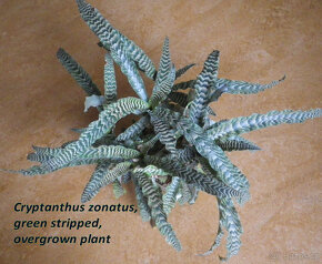 Exotické bromélie Cryptanthus - 2