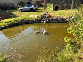 kačeny a kačery z přirozeného odchovu..Dobře vykrmené. - 2