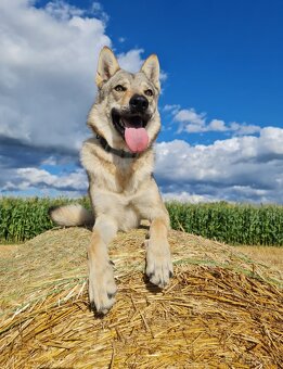 Kříženec československý vlčák a sibiřský husky - 2