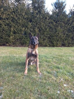 Belgický ovčák malinois - 2