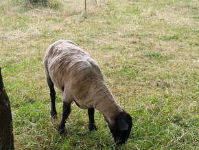 Ovce Suffolk - 2