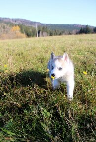 Sibiřský husky - 2