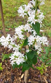 Zvonek broskvolistý- Campanula persicifolia 1000 semen 50 Kč - 2