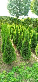 Thuja occidentalis \"Smaragd\"
na živý plot - 2