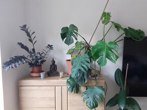 Monstera deliciosa 80 cm - 2