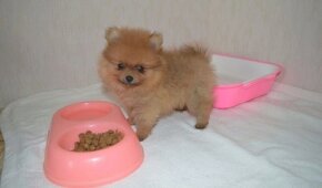 Pomeranian pomerian bez PP - 2