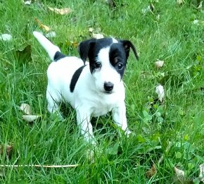 Jack Russel terier, kouzelná trikolor fenečka - 2