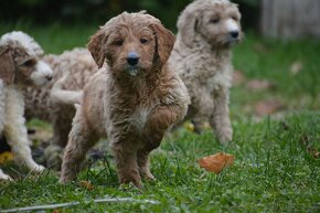 Goldendoodle F1b - 2