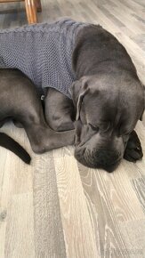 Cane corso ke krití - 2