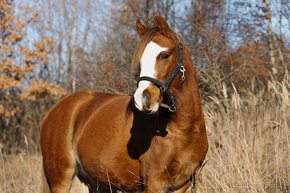 Welsh pony sekce B - 2