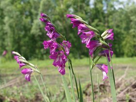 Mečík střechovitý -Gladiolus imbricatus   500 sem. 50 Kč - 2