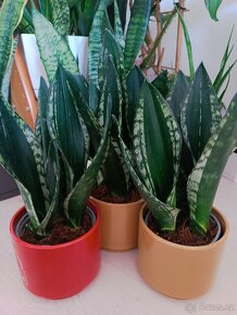 Sansevieria Whitney - odnož - 2